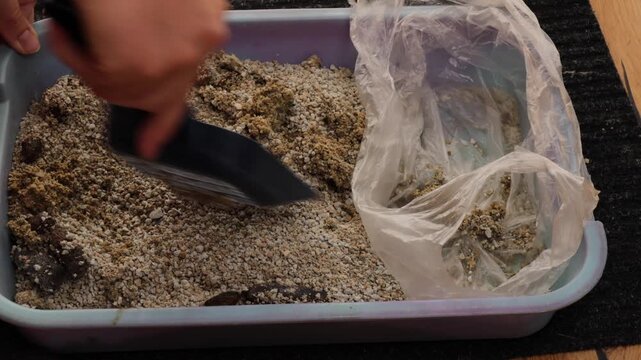 Cleaning a cat litter box with a scoop, removing clumps and waste into a plastic bag during routine pet care