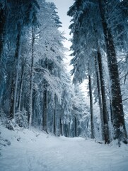 frozen winter forest with snow covered trees no logos no brands ar 34