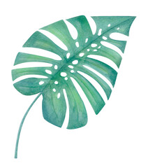Watercolor tropical illustration of green monstera leaf isolated on white. Botanical exotic clipart with realistic texture for eco design, summer textile prints, packaging, cards, home decor projects.