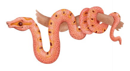 Watercolor illustration of tropical orange boa snake coiled around tree branch. Detailed reptile clipart with textured scales for educational materials, animal posters, kids' designs, nature projects.