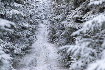 winter landscape with frozen trees with hoarfrost