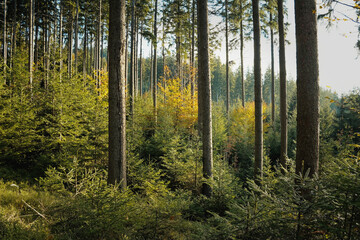 Sunlight filters through tall trees in a green forest during autumn, showcasing vibrant leaves and serene nature