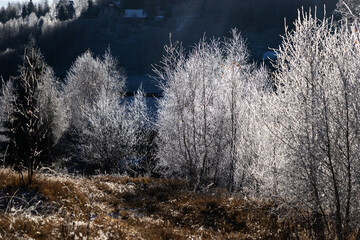 winter landscape with frozen trees with hoarfrost
