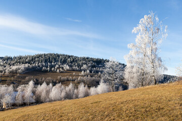 winter landscape with frozen trees with hoarfrost