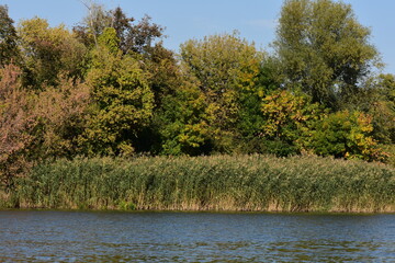 River landscape with trees, reed grass and blue sky in the background