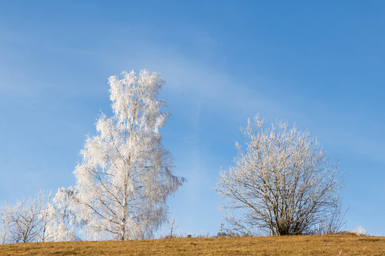 winter landscape with frozen trees with hoarfrost