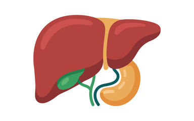 A simplified illustration of the human liver and gallbladder highlights their anatomical relationship within the body.