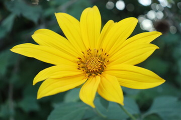 yellow flower in the garden