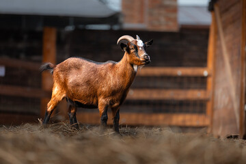 Friendly goat standing in a grassy field enclosure on a sunny day. Farm animal portrait.