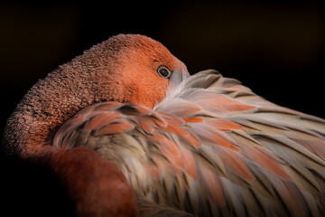 Close-up shot capturing the intricate details of a flamingo's feathers, showcasing the bird's stunning pink coloration and delicate texture.