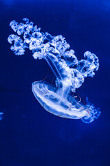 Jellyfish gracefully floating in the deep, blue sea. The translucent creature's delicate tentacles and bell-shaped body are highlighted against the dark