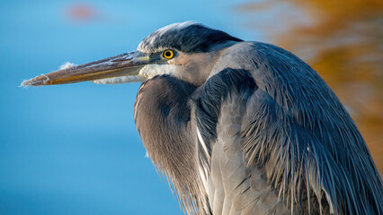 Great Blue Heron seen in at the Waterway in The Woodlands, Texas