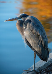 Great Blue Heron seen in at the Waterway in The Woodlands, Texas