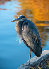 Great Blue Heron seen in at the Waterway in The Woodlands, Texas