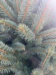 Close up of Christmas Tree Pine Needs | Christmas Tree Farm