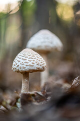 (Macrolepiota procera)