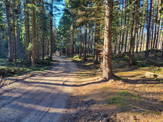A dirt road in the middle of a forest with lots of trees