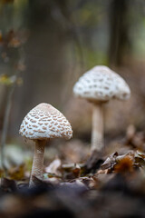 (Macrolepiota procera)