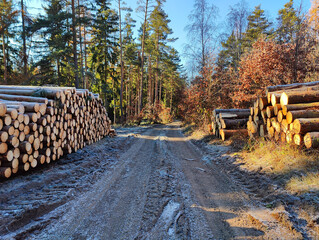 A dirt road in the middle of a forest filled with logs