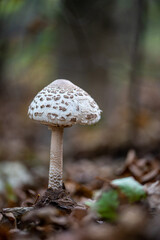 Mushroom in the forest (Macrolepiota procera)