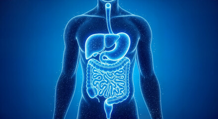 3d rendering of the human digestive system glowing in blue within a translucent body