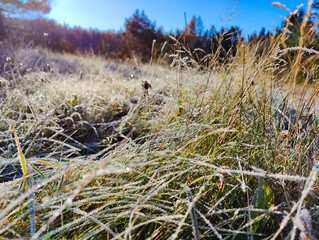 A field of frosty grass with a blue sky in the background