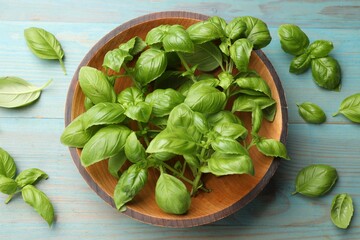 Fresh basil leaves on light blue wooden table, flat lay