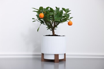 Potted tangerine tree on grey table near white wall indoors