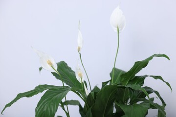 Beautiful spathiphyllum (peace lily) houseplant with flowers on light background, closeup. Space for text