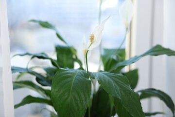 Beautiful spathiphyllum (peace lily) houseplant with flowers near window at home, closeup