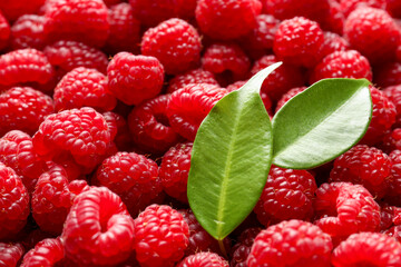 Fresh ripe raspberries and leaves as background, closeup