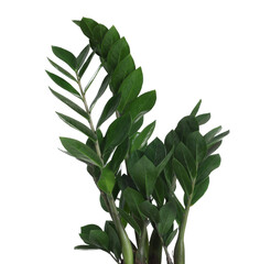 Beautiful zamioculcas houseplant with green leaves isolated on white
