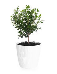 Beautiful potted clusia houseplant isolated on white