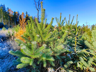 A group of small pine trees in the middle of a forest