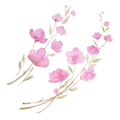 blooming cherry, sakura, watercolor illustration. branch with pink flowers
