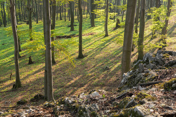 View of sunlight filtering through the trees, casting long shadows on the forest floor with rocks, moss and foliage in Plavecke Podhradie, Bratislava Region, Slovakia.