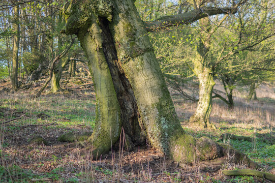 View of split tree trunk with rough bark and nascent leaves in a forest clearing, light filtering through the trees, Plavecke Podhradie, Bratislava Region, Slovakia.