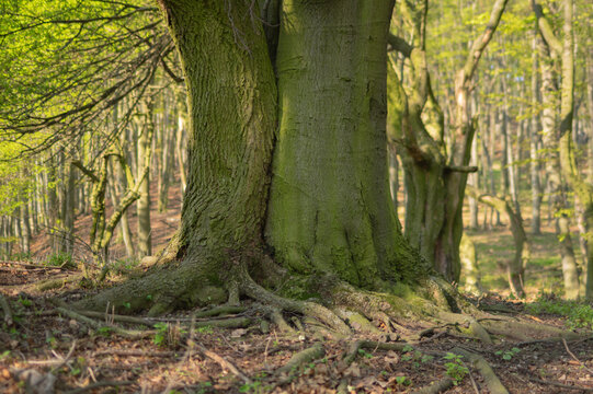 View of aged trees standing tall, their gnarled roots intertwining with the earth in a forest, dappled with sunlight, Plavecke Podhradie, Bratislava Region, Slovakia.