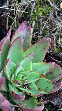 Lanceleaf Liveforever Hybrid, Dudleya X Lanceolata, a graceful native synoecious perennial herb displaying rosetted deltoid drying succulent leaves during late Winter in Coastal Los Angeles County.