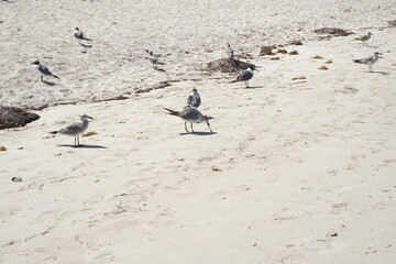 Fototapeta premium Seagulls on the sand next to the sea