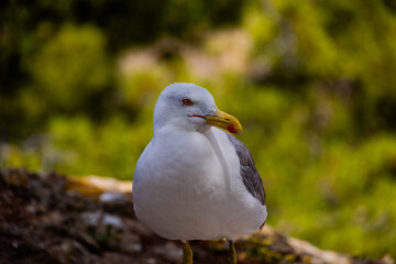 A seagull stands on a rocky surface with a blurred green background