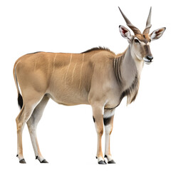 Eland Antelope Standing on Black Background