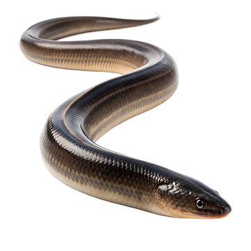Glass Lizard Isolated on Black Background