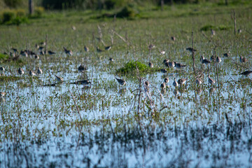 Tringa flavipes on the flooded pasture fiels