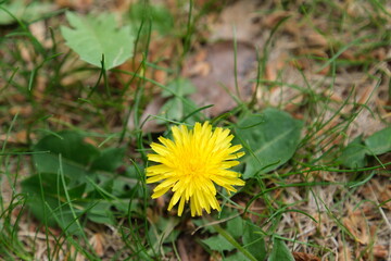 yellow dandelion flower
