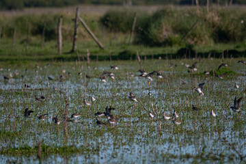 Tringa flavipes on the flooded fields