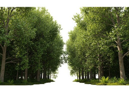 Lush green trees forming a natural pathway towards bright sunlight