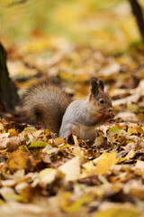 squirrel eating nut