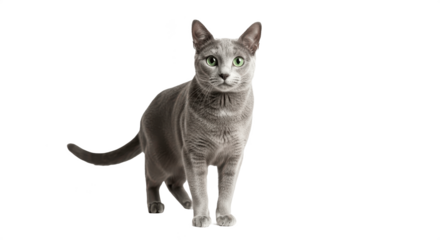 Elegant Russian Blue cat with silver-grey fur and green eyes isolated on transparent PNG background