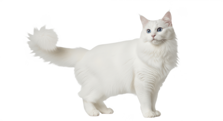 Elegant white Turkish Angora cat with blue eyes sitting isolated on transparent PNG background